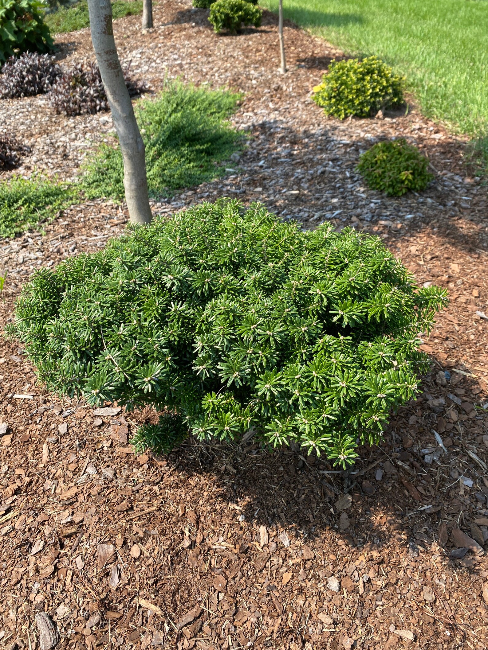 Abies Koreana 'cis' Korean Fir Live Plant 6 Etsy