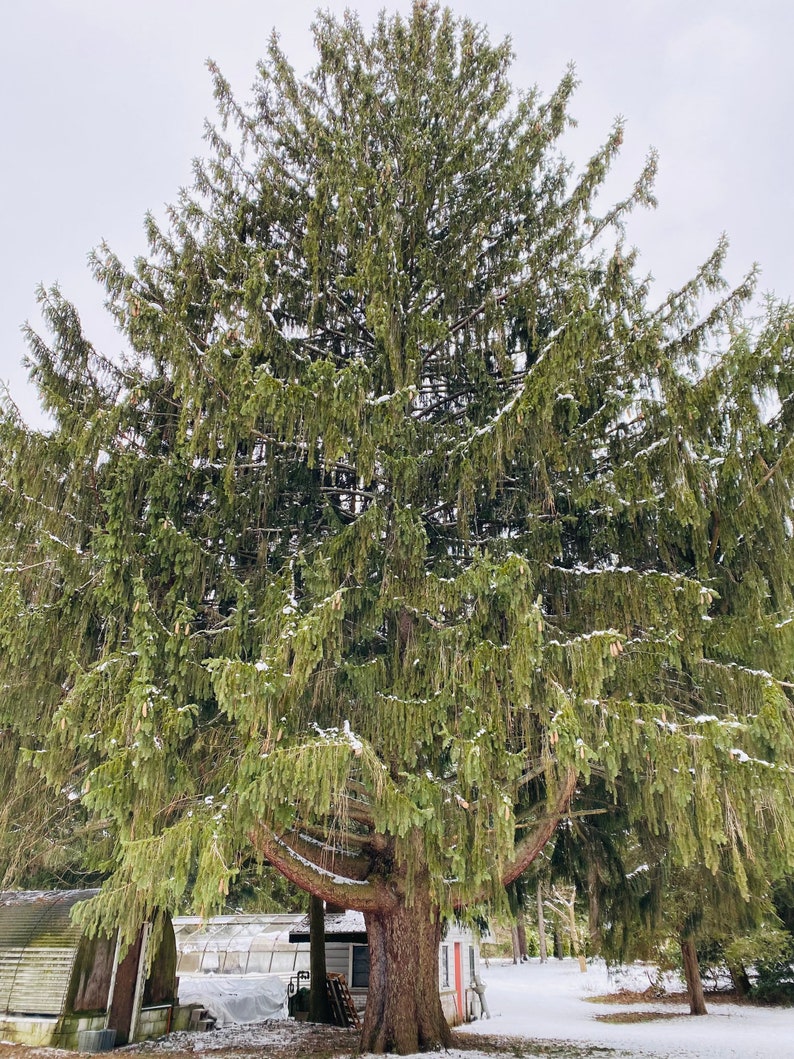 Picea abies 'Mustache' Live Plant 18 Tall 2 Gallon Pot image 1