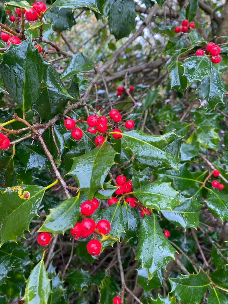 Ilex opaca 'Miss Helen' Female American Holly Live Plant 18 Tall 1 gallon pot image 2