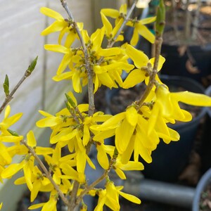 Sunrise Forsythia Forsythia ovata Live Plant 12 Tall 2 Gallon Pot image 2