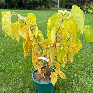 May include: A small potted tree with yellow leaves. The tree is in a green pot and is sitting on a green lawn.