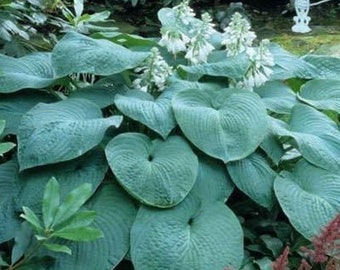 Hosta 'Big Daddy' 3” Pot Size Starter Plant