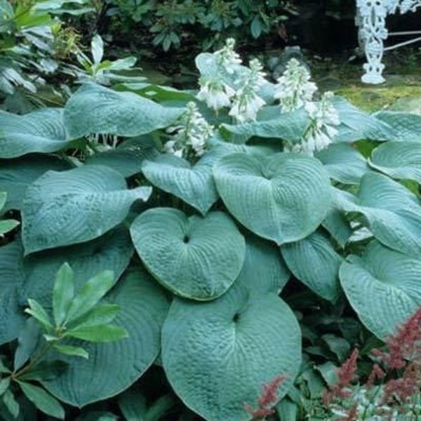 Hosta 'Big Daddy' 3” Pot Size Starter Plant