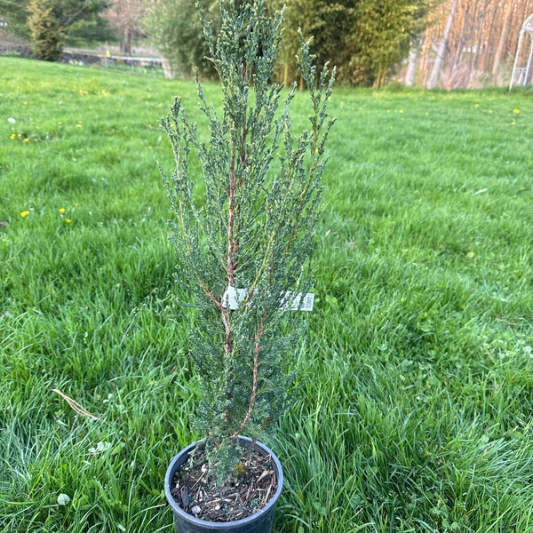 Juniperus scopulorum 'Blue Arrow' - Rocky Mountain Juniper - 12" Tall - 1 Gallon Pot