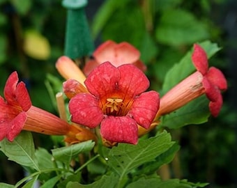 Flamenco Trumpet Vine - Campsis radicans - 4" Pot Size