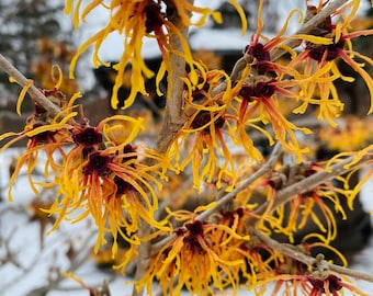 Hamamelis x intermedia 'Jelena' Witch Hazel - Live Plant - 18” Tall - Ships Bare Root - Ships Spring 2024