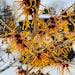 see more listings in the Hamamelis (Witch Hazel) section