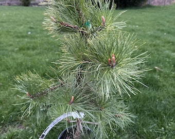 Pinus rigida 'Wintertime' - Pitch Pine - 12" Tall - 1 Gallon Pot