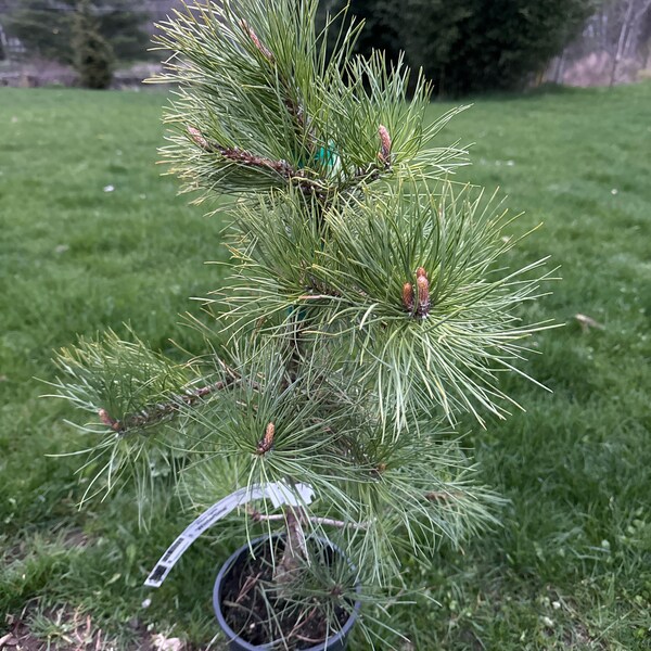 Pinus rigida 'Wintertime' - Pitch Pine - 12" Tall - 1 Gallon Pot