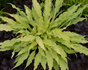 Hosta 'Wiggles and Squiggles' 3” Pot Size Starter Plant