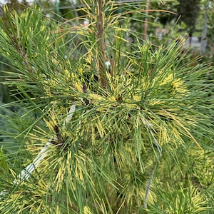 May include: Close-up of a pine tree branch with long, needle-like leaves. The needles are a vibrant green with streaks of yellow, creating a variegated pattern. Small brown buds are visible at the base of the needles, indicating new growth.