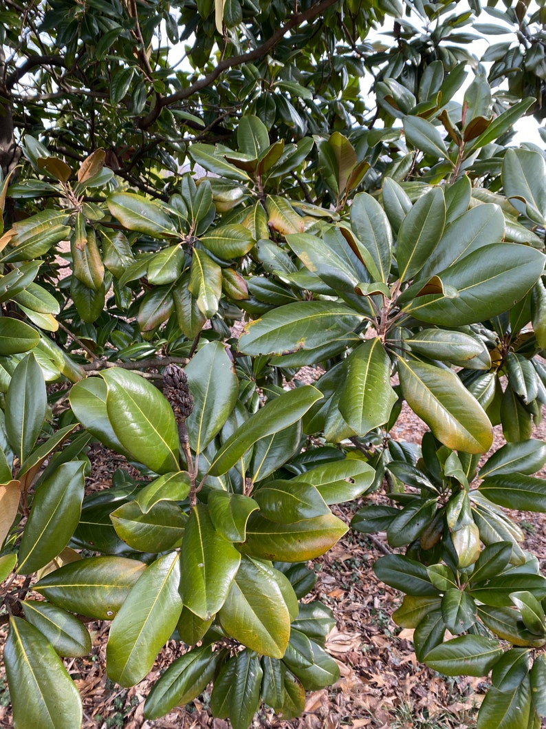Magnolia Grandiflora Cold Hardy Southern Magnolia 12 Etsy