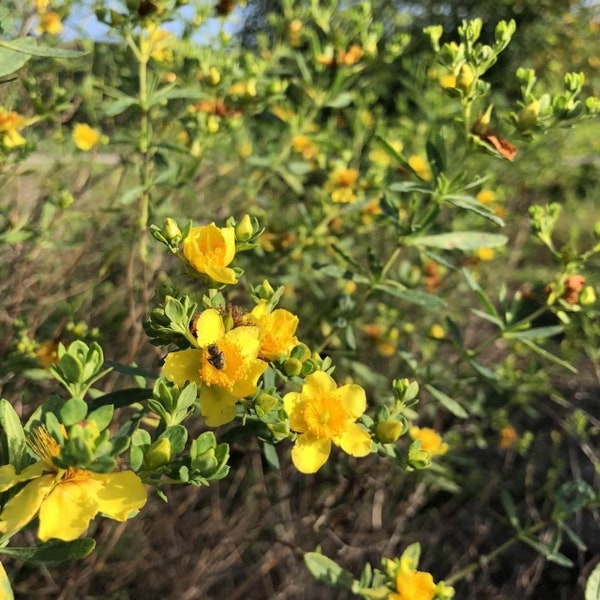 Hypericum prolificum - Millepertuis arbustif - Plante vivante - Plante de taille pot de 1 gallon