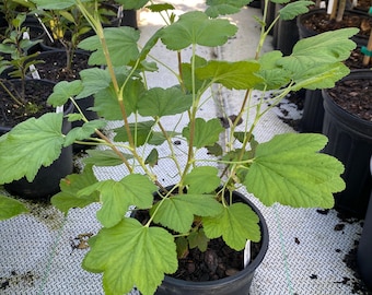 Ribes sanguineum 'King Edward VII' -  - 1 Gallon Pot Size Live Plant