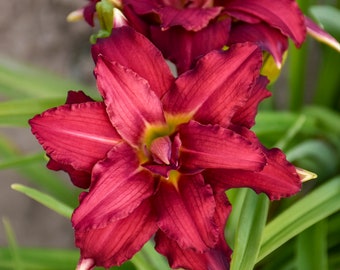 Hemerocallis 'Double Pardon Me' Daylily - 3 Bare Root Plants