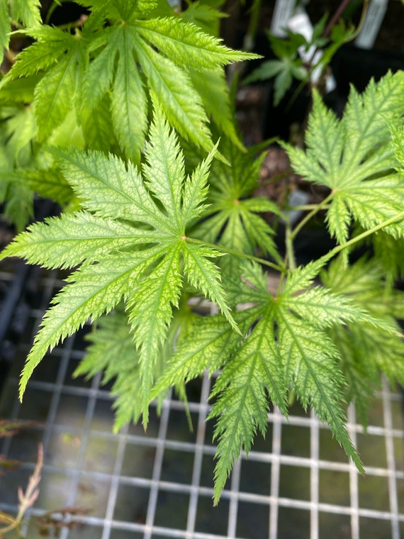 Acer Palmatum 'koyuki' Japanese Maple Live Plant Etsy
