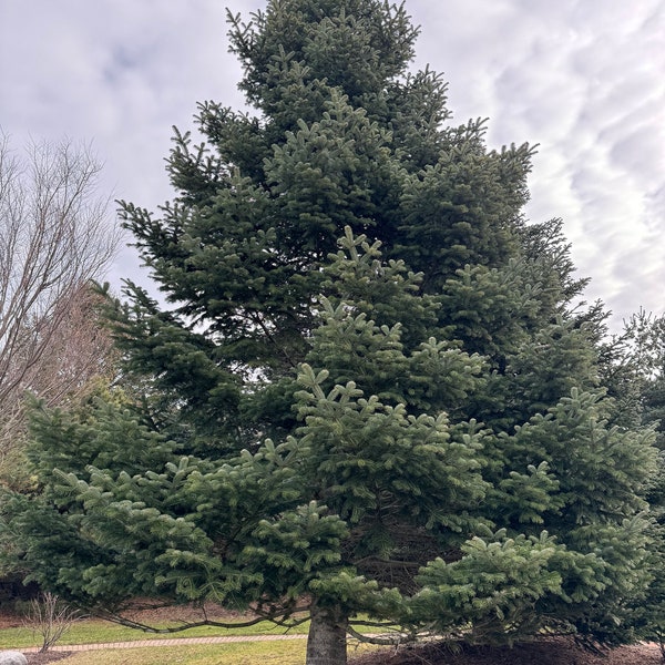 Abies bornmuelleriana - Turkish Fir - 10" Tall - 1 Gallon Pot