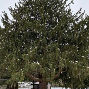 Picea abies 'Mustache' Live Plant 18 Tall 2 Gallon Pot image 4