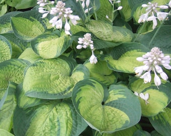 May include: A cluster of hosta plants featuring broad, heart-shaped leaves with variegated patterns of dark green margins and bright lime-green centers. Several tall, slender stalks rise from the foliage, topped with clusters of small white flowers.