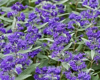 Caryopteris x clandonensis 'Dark Knight'- Dark Knight Bluebeard - 4" Pot Size Plant