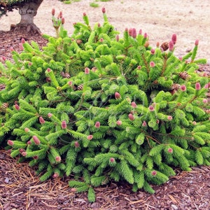 Picea abies &#39;Pusch&#39; - Dwarf Norway Spruce - 4&quot; Tall - 1 Gallon Pot