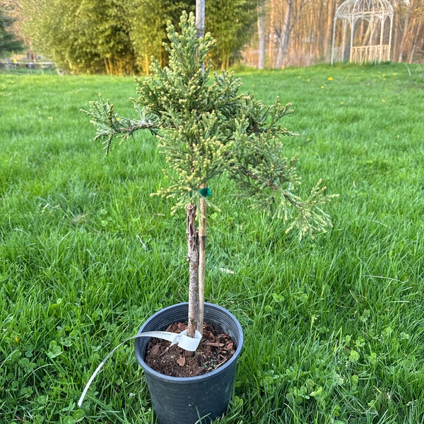 Sequoiadendron giganteum 'Von Martin' - Giant Sequoia - 12" Tall - 1 Gallon Pot