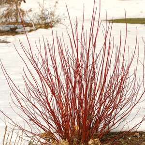 Arctic Fire Red Twig Dogwood - Cornus sericea - 4" Pot Size Plant