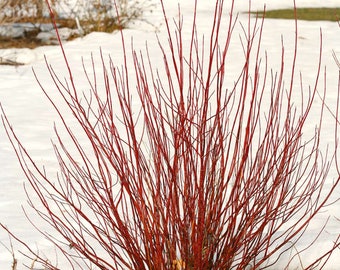 Arctic Fire Red Twig Dogwood - Cornus sericea - 4" Pot Size Plant
