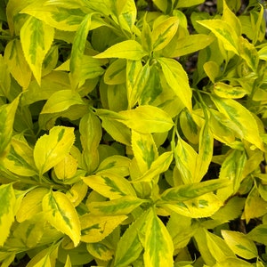 Forsythia x intermedia 'Evergold' Variegated Forsythia Live Plant 1 Gallon Pot image 2