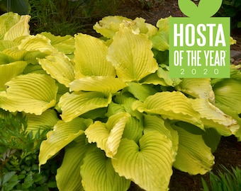 Hosta 'Coast to Coast' 3" Pot Size Starter Plant