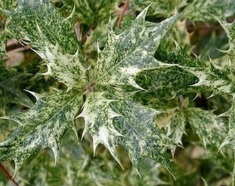 Osmanthus heterophyllus 'Goshiki' - Goshiki False Holly - 1 Gallon Pot