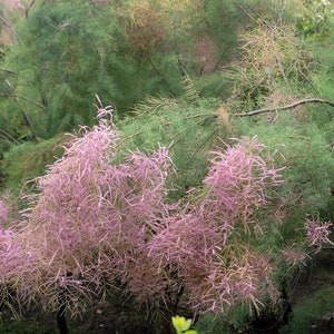 Tamarix ramosissima 'Pink Cascade' - Live Plant - 3 Gallon Pot