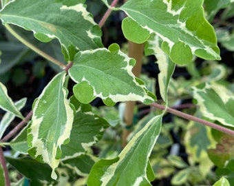 Lonicera periclymenum ‘Harlequin’- 1 Gallon Pot