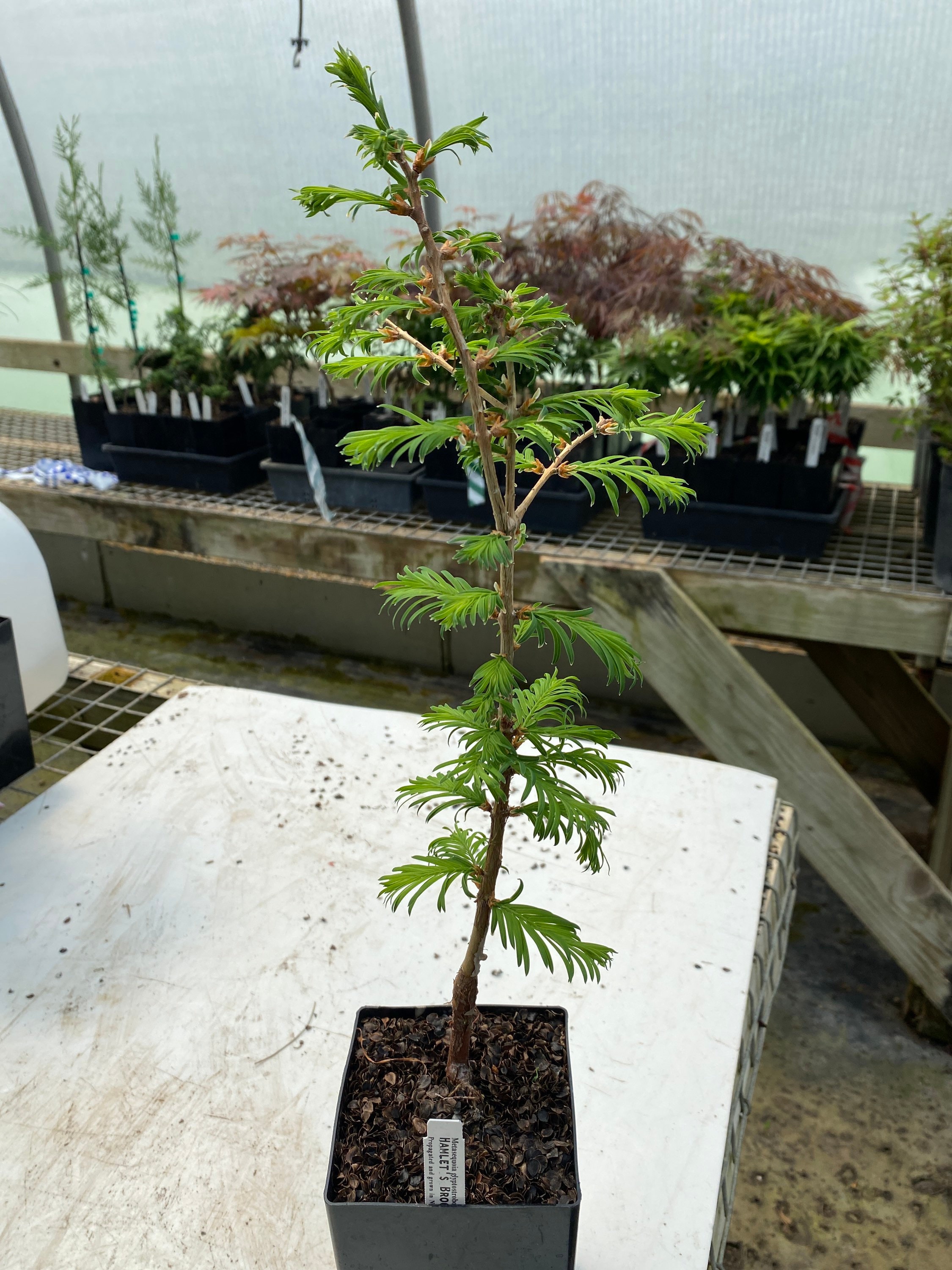 Metasequoia Glyptostroboides 'hamlet's Broom' - Dawn Redwood Tree