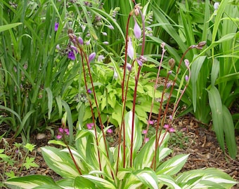 Hosta 'Cherry Berry' #1 Division Size Starter Plant - Ships Bare Root