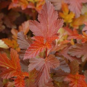 Physocarpus opulifolius &#39;Center Glow&#39; - Ninebark - 4&quot; Pot Size Plant
