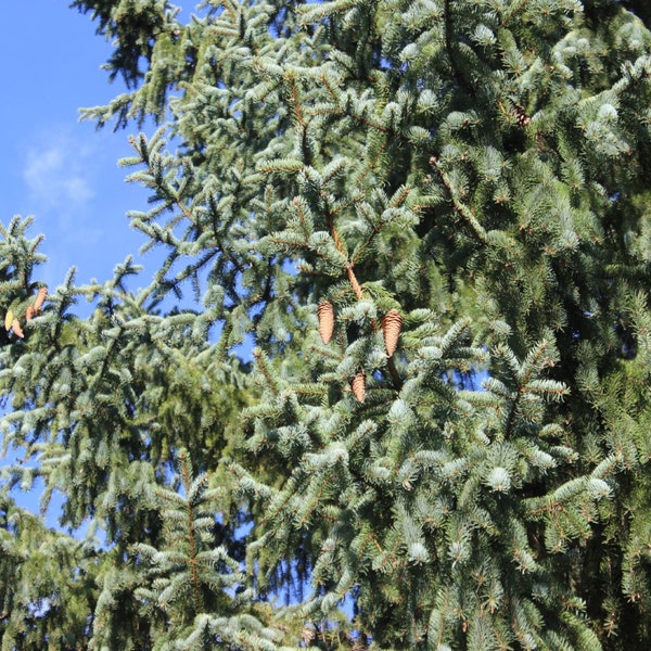 Picea koraiensis - Korean Spruce - 12" Tall - 2 Gallon Pot