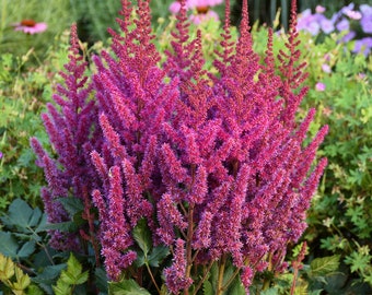 Astilbe chinensis 'Visions' - 3 Bare Root Plants