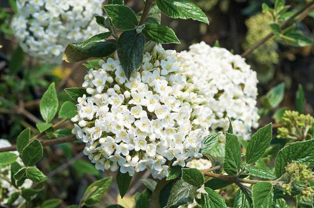 Viburnum Burkwoodii Burkwood Viburnum 1 Gallon Pot Size Live Plant