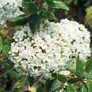 May include: A close-up of a white flowering bush with green leaves. The flowers are clustered together in large, round shapes.