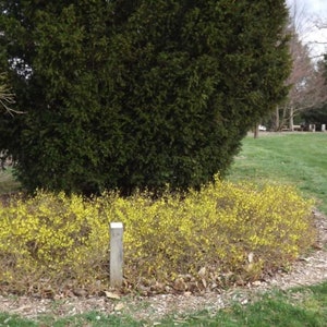 Forsythia viridissima 'Bronxensis' Dwarf Groundcover Forsythia Live Plant 1 Gallon Pot image 1