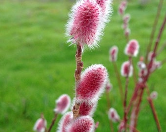 Mt. Aso Salix - Burgundy Pussy Willow - Live Plant - 4 inch Pot