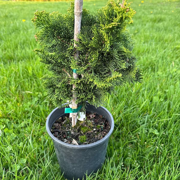 Chamaecyparis obtusa 'Nana Gracilis' - Hinoki Cypress - 10" Tall - 1 Gallon Pot