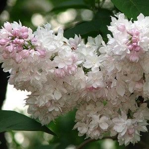 Syringa vulgaris 'Krasavitsa Moskvy'- Beauty of Moscow Lilac - Live Plant - 4” Pot Size