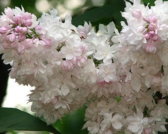 Syringa vulgaris 'Krasavitsa Moskvy'- Beauty of Moscow Lilac - Live Plant - 4” Pot Size