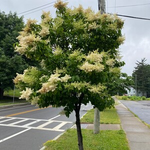 Syringa reticulata 'Ivory Silk' Ivory Silk Japanese Tree Lilac Live Plant 4 Pot Size image 5