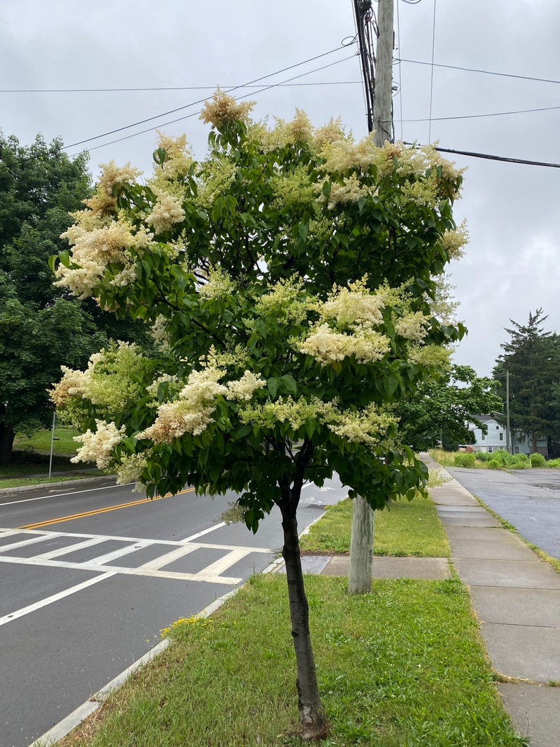 Syringa reticulata 'Ivory Silk' Ivory Silk Japanese Tree Lilac Live Plant 4 Pot Size image 5