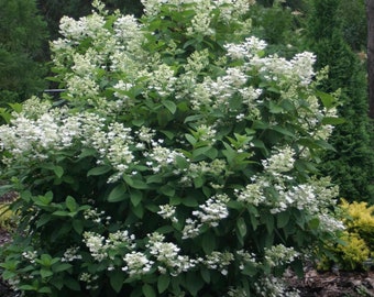 Hydrangea paniculata 'Quick Fire' - 4 inch Pot - Panicle Hydrangea