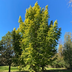 Metasequoia glyptostroboides &#39;Ogon&#39; - Dawn Redwood Tree - 10” Tall - 1 Year Graft