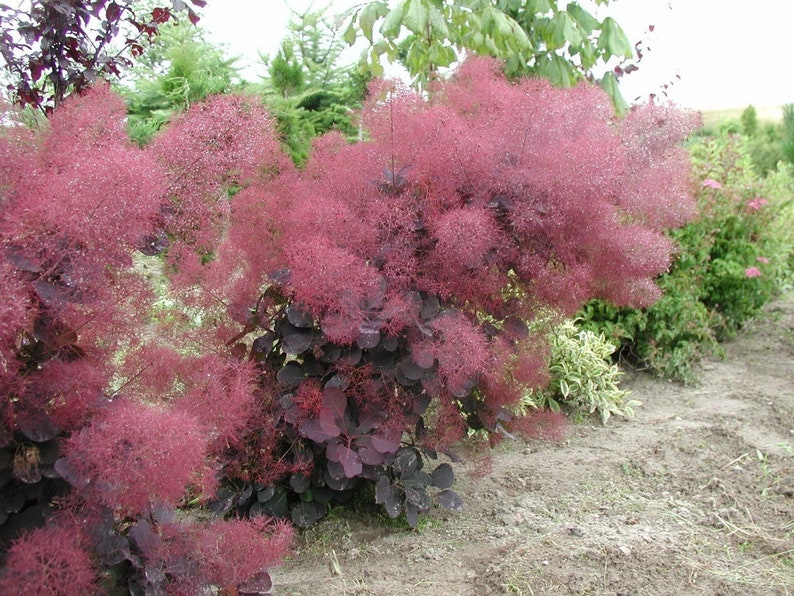 Cotinus coggygria Royal Purple Royal Purple Smoke Tree 3 Gallon Pot Size Plant image 1